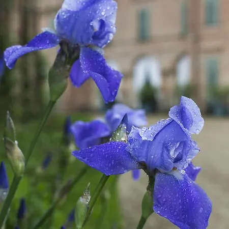 Frühstückspension Marchesi Alfieri - Cantine E Ospitalita 4*