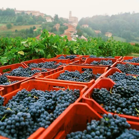 Marchesi Alfieri - Cantine E Ospitalita 4* San Martino Alfieri