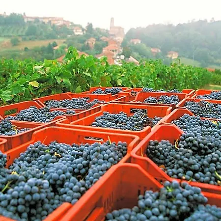 Marchesi Alfieri - Cantine E Ospitalità 4* San Martino Alfieri