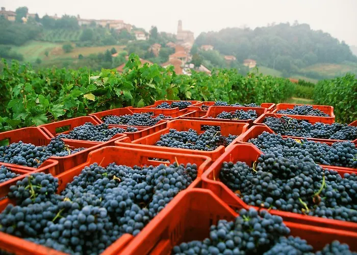 Marchesi Alfieri - Cantine E Ospitalita 4* San Martino Alfieri