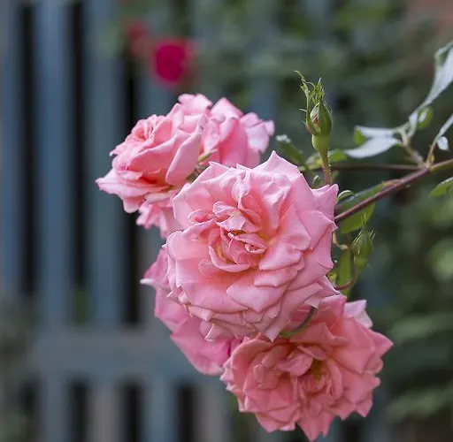 Marchesi Alfieri Bed & Breakfast San Martino Alfieri